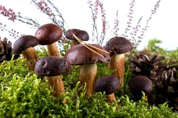 牛肝菌属真菌巴迪厄斯野生的牛肝菌蘑菇向苔藓.