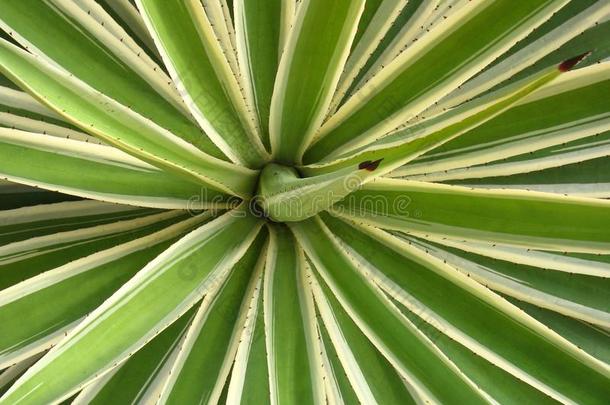 <strong>龙舌</strong>兰科<strong>龙舌</strong>兰属植物angustifolia.几何学的自然背景,植物