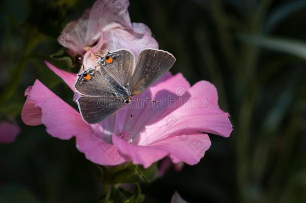 宏指令关于敞开的-有翼的灰色翅上有<strong>细纹</strong>的蝶蝴蝶向粉红色的花