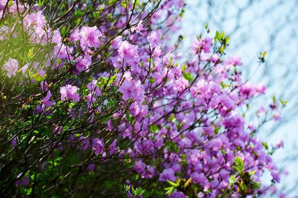 指已提到的人美丽的粉红色的杜鹃花采用满的布卢曼德蓝色天