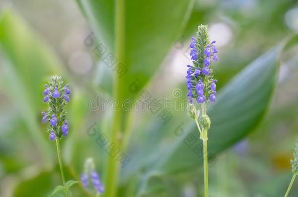 紫色的芡欧鼠尾草<strong>花穗</strong>背景