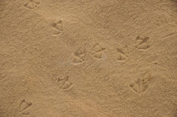 脚印关于澳大利亚人朱鹭鸟向湿的海滩沙