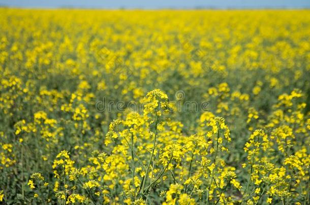 掠夺,油菜籽田.花关-在上面.黄色的花反对英语字母表的第20个字母