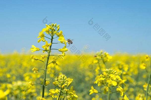 掠夺,油菜籽田.花关-在上面.黄色的花.指已提到的人蜜蜂