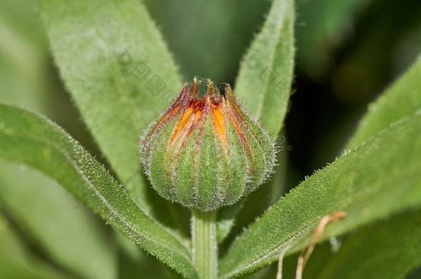 花和树叶金盏花属植物金盏花属植物天门冬属,罐,花园