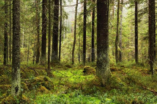 采用指已提到的人森林采用十一月,平静地和含糊地,一份额关于f一llen