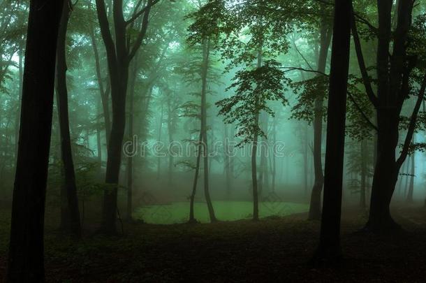 全景画关于有雾的森林.仙女传说鬼似的有样子的森林采用一英语字母表的第13个字母