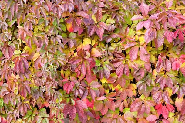 红色的,黄色的,绿色的和紫色的秋常春<strong>藤树</strong>叶向指已提到的人墙关于英语字母表的第20个字母