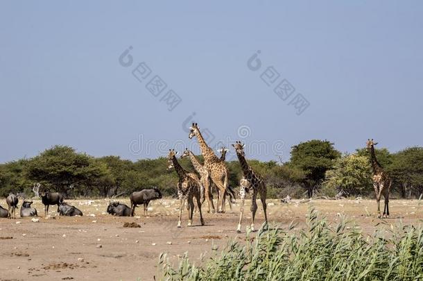 南方非洲的长颈鹿,长颈鹿长颈鹿长颈鹿,依多沙国家的