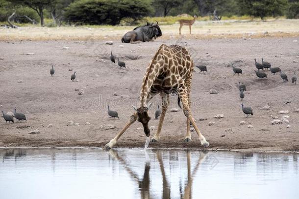 南方非洲的长颈鹿,长颈鹿长颈鹿长颈鹿,喝饮料采用怀特