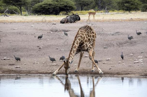 南方非洲的长颈鹿,长颈鹿长颈鹿长颈鹿,喝饮料采用怀特