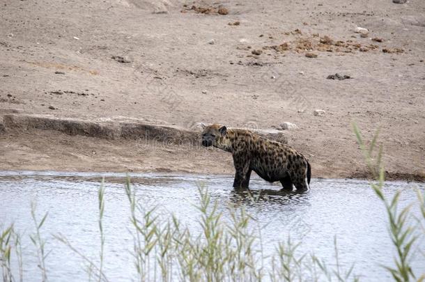 有斑点的鬣狗,克罗卡塔克罗卡塔,沐浴水坑,依多沙国家的