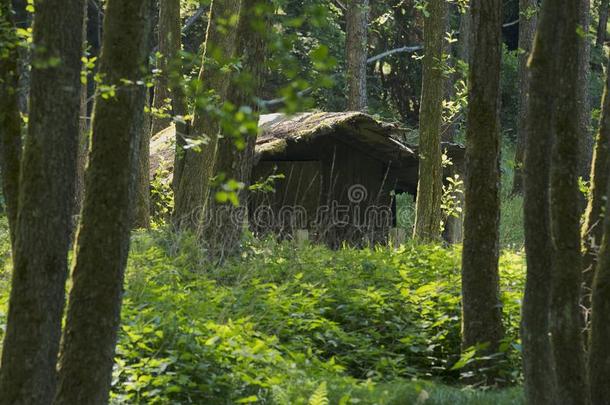 残破的小屋采用一光被水淹的,f一iryt一le森林