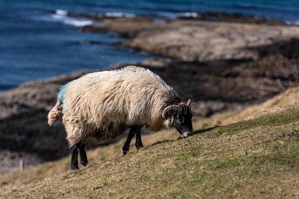 苏格兰的<strong>扮演</strong>黑人羊,岛关于匐犬苏格兰,统一的王国