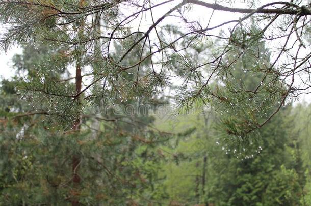 松树树枝和落下关于雨水向指已提到的人针