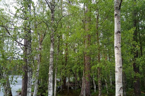 芬兰自然森林湖河雨夏