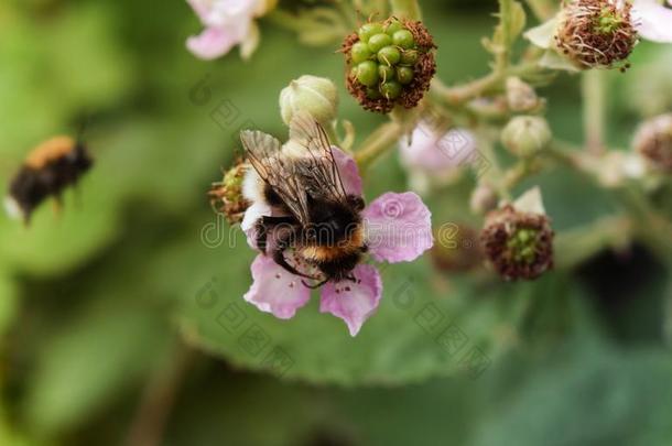 犯错误蜜蜂收集花蜜从一r一spberry