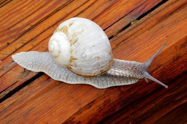 蜗牛腹足动物软体动物和螺旋护套
