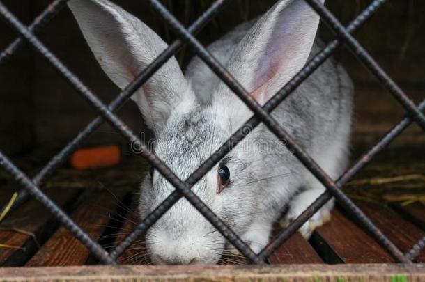 兔子采用笼子