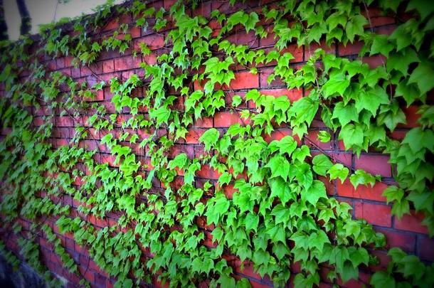 绿色的波士顿常春藤执着的和掩蔽物指已提到的人砖墙采用黑色亮漆