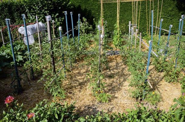 蔬菜花园,永久培养和木制的赌注