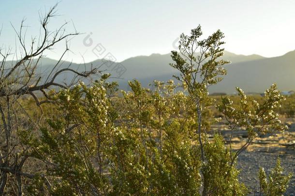 莫哈韦<strong>沙漠沙漠</strong>山谷和小山l和scape帕伦普,内华达州,美利坚合众国