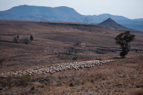 冬风景和一兽群关于美利奴羊羊