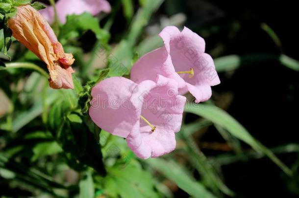 吊钟花或风铃草属植物粉红色的钟-合适的花和干燥的流