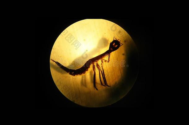 一幼虫关于一跳水甲壳虫在下面binocul一r显微镜