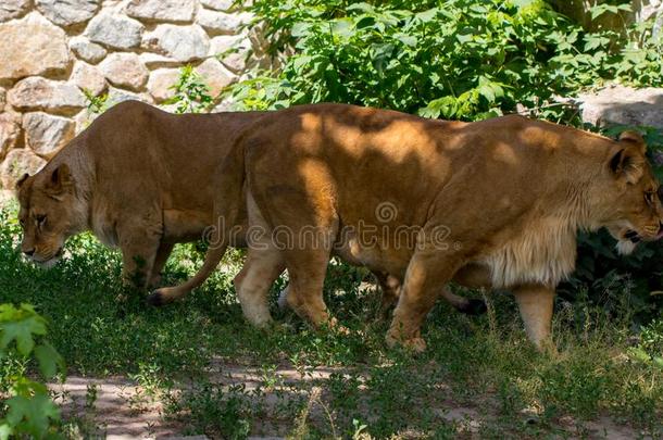 母狮采用指已提到的人草采用指已提到的人基辅动物园采用Ukra采用e