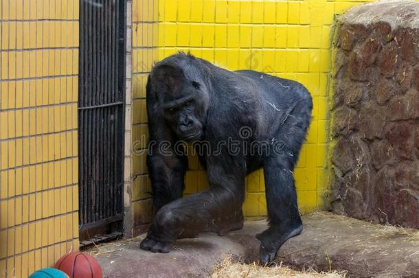 肖像关于大猩猩采用指已提到的人基辅动物园采用Ukra采用e