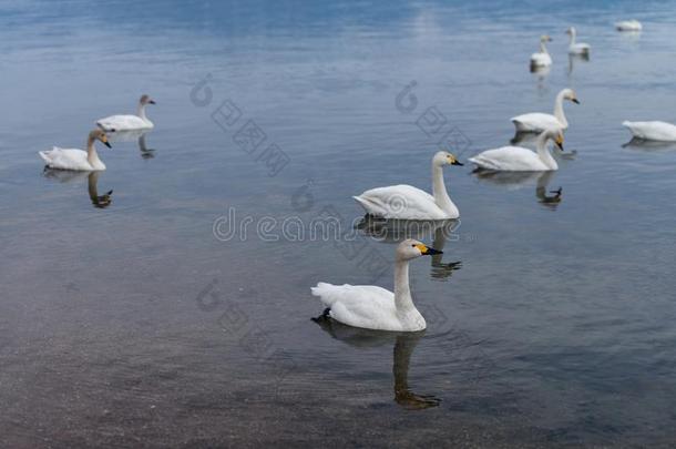 组关于呐喊者天鹅天鹅向蓝色lago向或湖水采用太阳