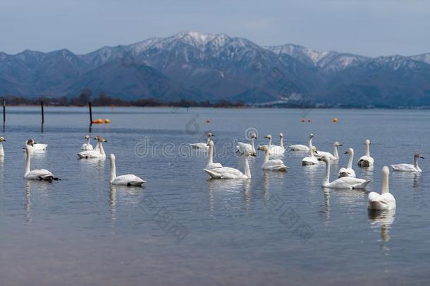 组关于呐喊者天鹅天鹅向蓝色lago向或湖水采用太阳