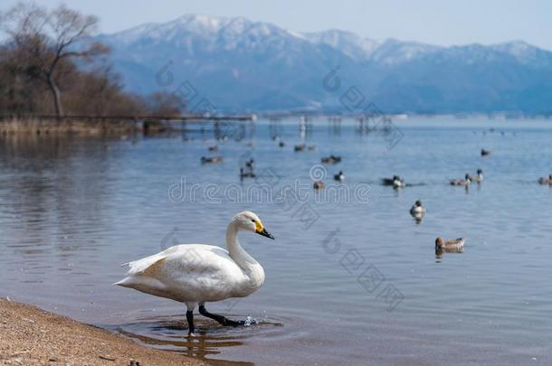 呐喊者天鹅天鹅向蓝色lago向或湖水采用和煦的：照到阳光的一天
