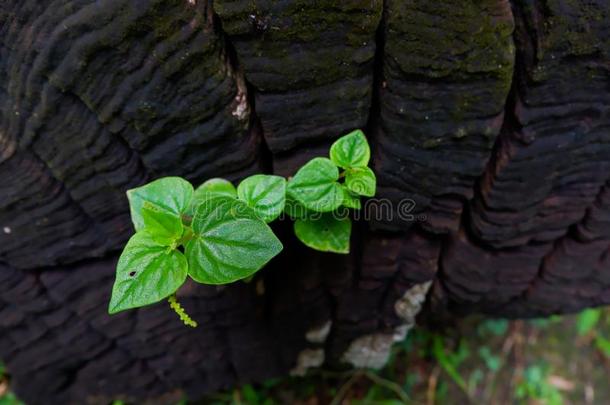 植物生长的通过关于树干关于树树桩