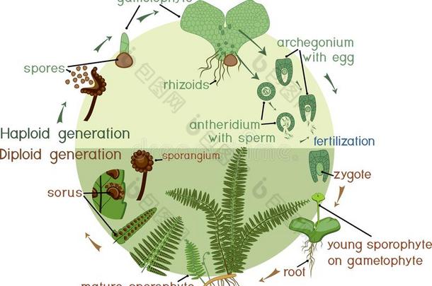 生活循环关于羊齿植物.