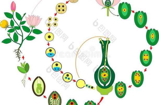 被子植物植物生活循环.图表关于生活循环关于开花
