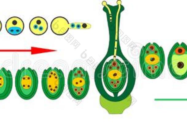 被子植物植物生活循环.图表关于生活循环关于开花