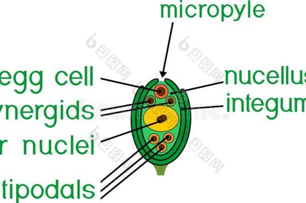 结构关于胚珠关于被子植物植物和megagametophyte