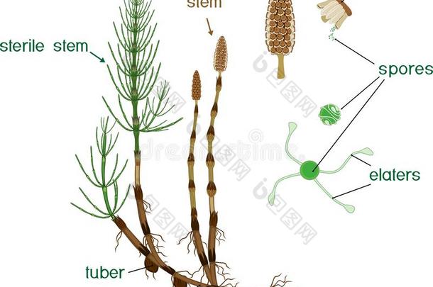 部关于木贼属阿根廷马尾<strong>孢子</strong>体和肥沃的和
