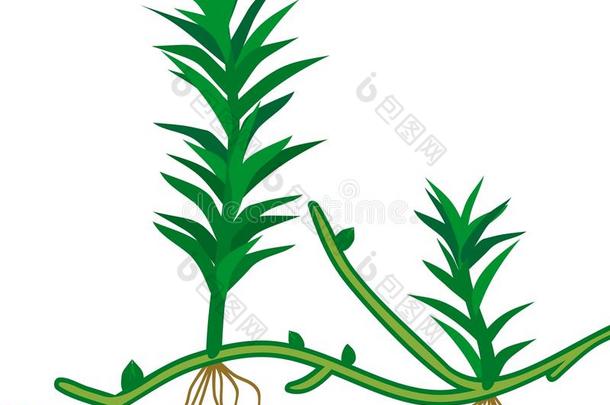植物关于普通的杜松苔苔藓或金发藓属公社.年幼的游戏
