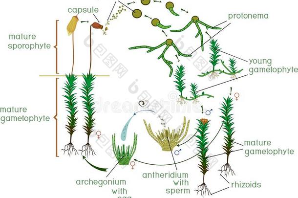 苔藓生活循环.图表关于生活循环关于普通的杜松苔苔藓便壶