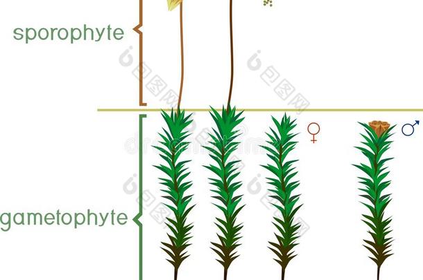 结构关于杜松苔苔藓配偶体和孢子体和标题