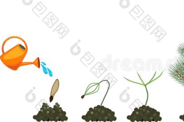 生活循环关于松树树繁殖关于裸子植物-包图企业站