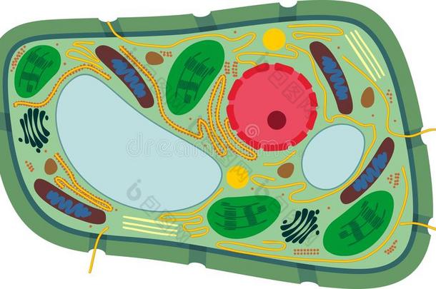 植物细胞结构和细胞器