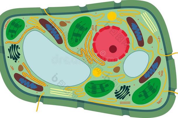 <strong>植物细胞</strong>结构和<strong>细胞</strong>器