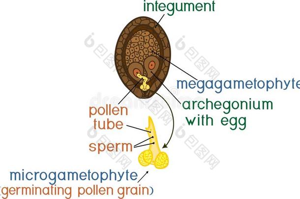 结构关于大配子体植物和发芽花粉谷物关于钉