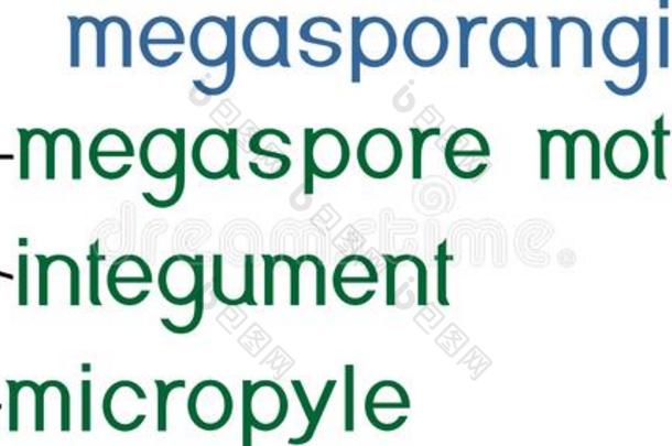 结构关于megasporangium关于裸子植物植物和一种