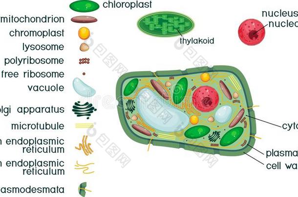 植物细胞结构和一种和不同的细胞器