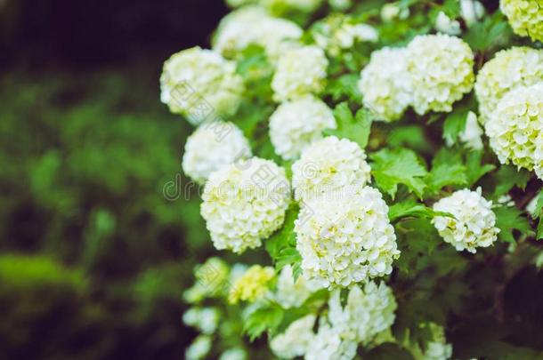 欧洲荚蒾玫瑰荚莲属的植物奥普卢斯白色的花树枝